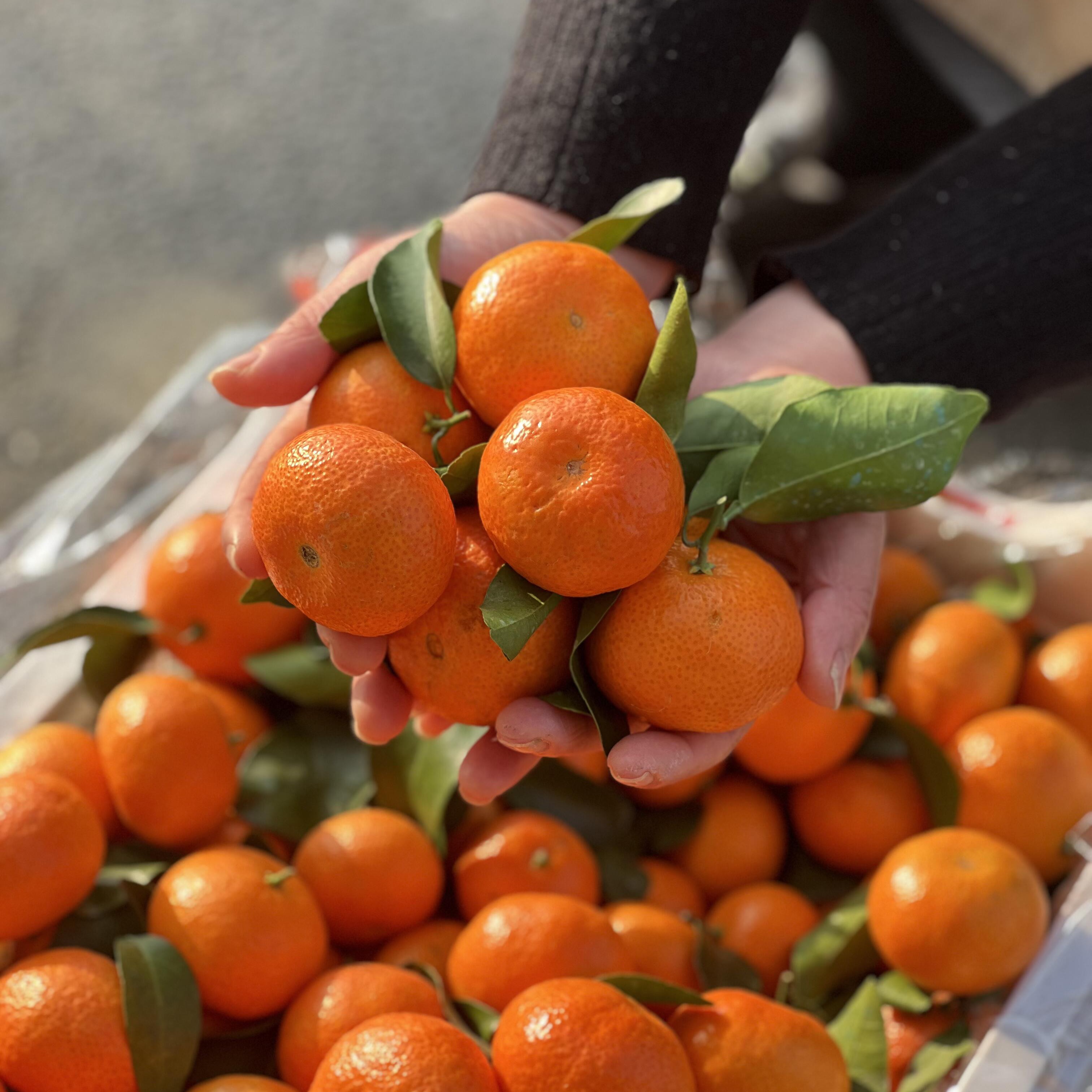 【京东顺丰包邮】广西桂林砂糖橘皮薄肉厚汁多正宗老砂糖橘果园直供次日达广西壮族自治区