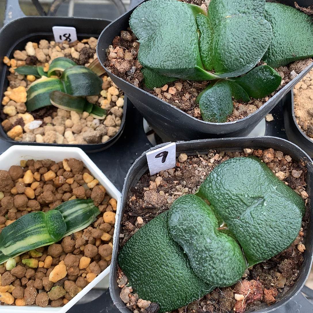 陈***胤4颗直播拍带盆土8888