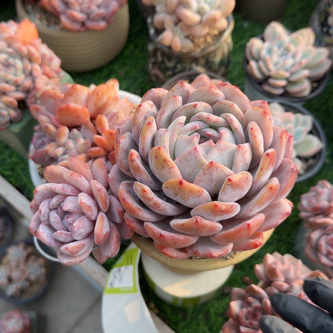 菊***耶橙梦露双头大脱土发货