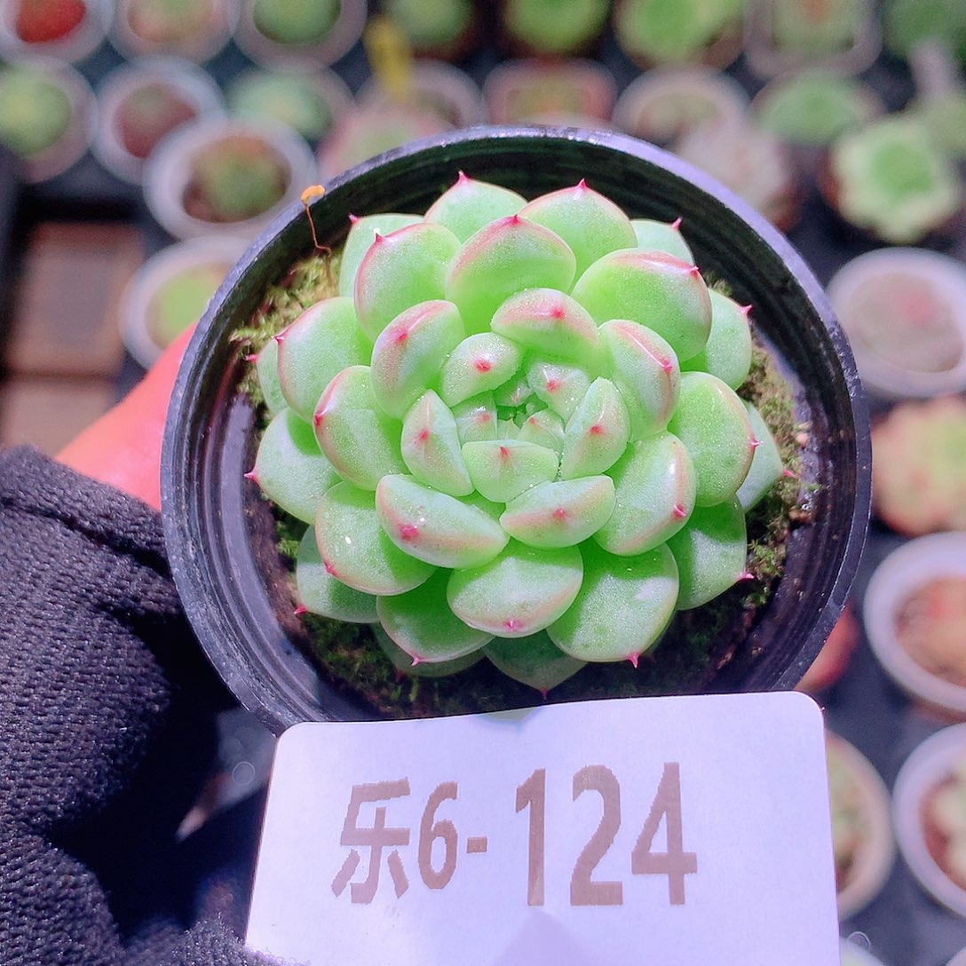乐然6-124 新品单头 