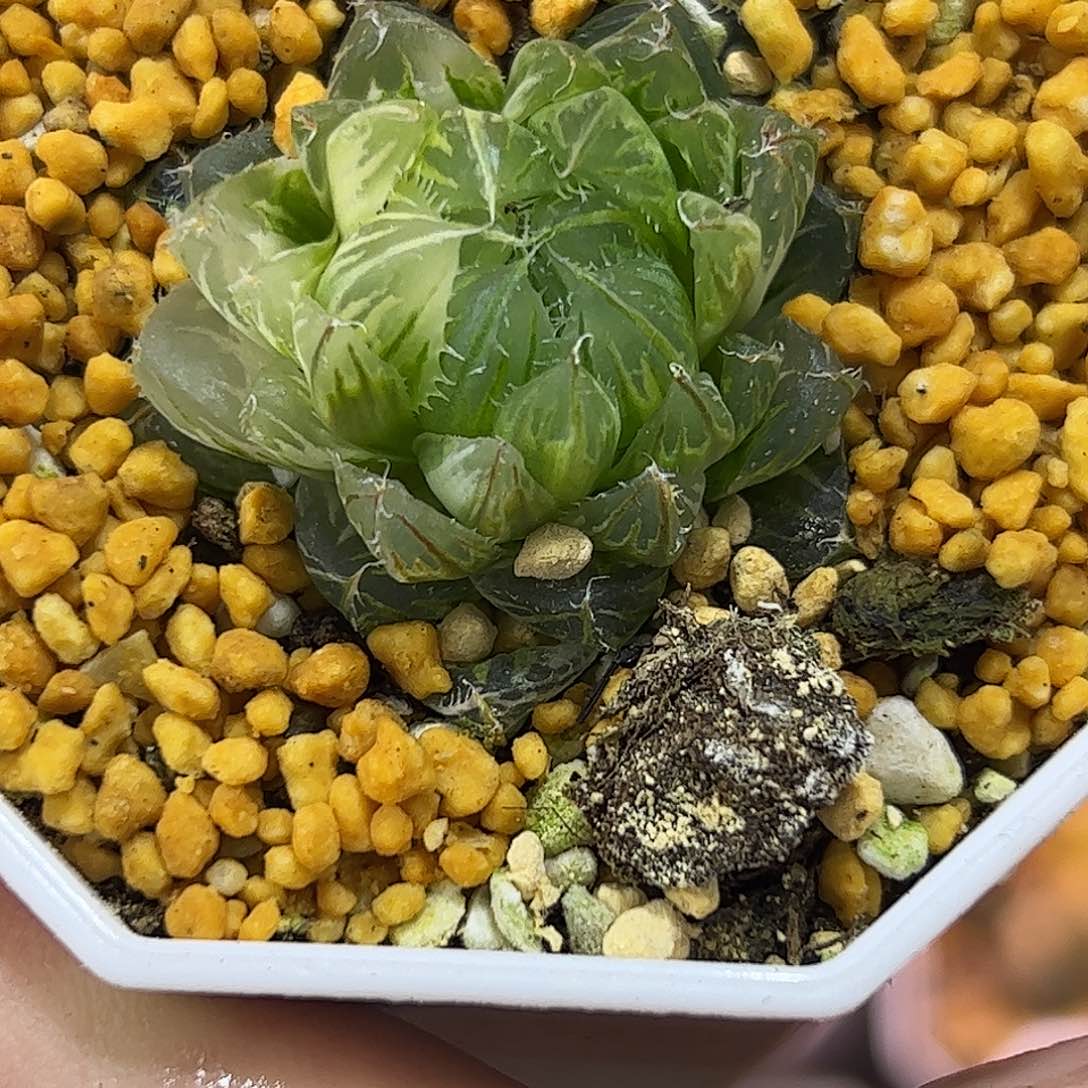 翠云锦十二卷多肉植物