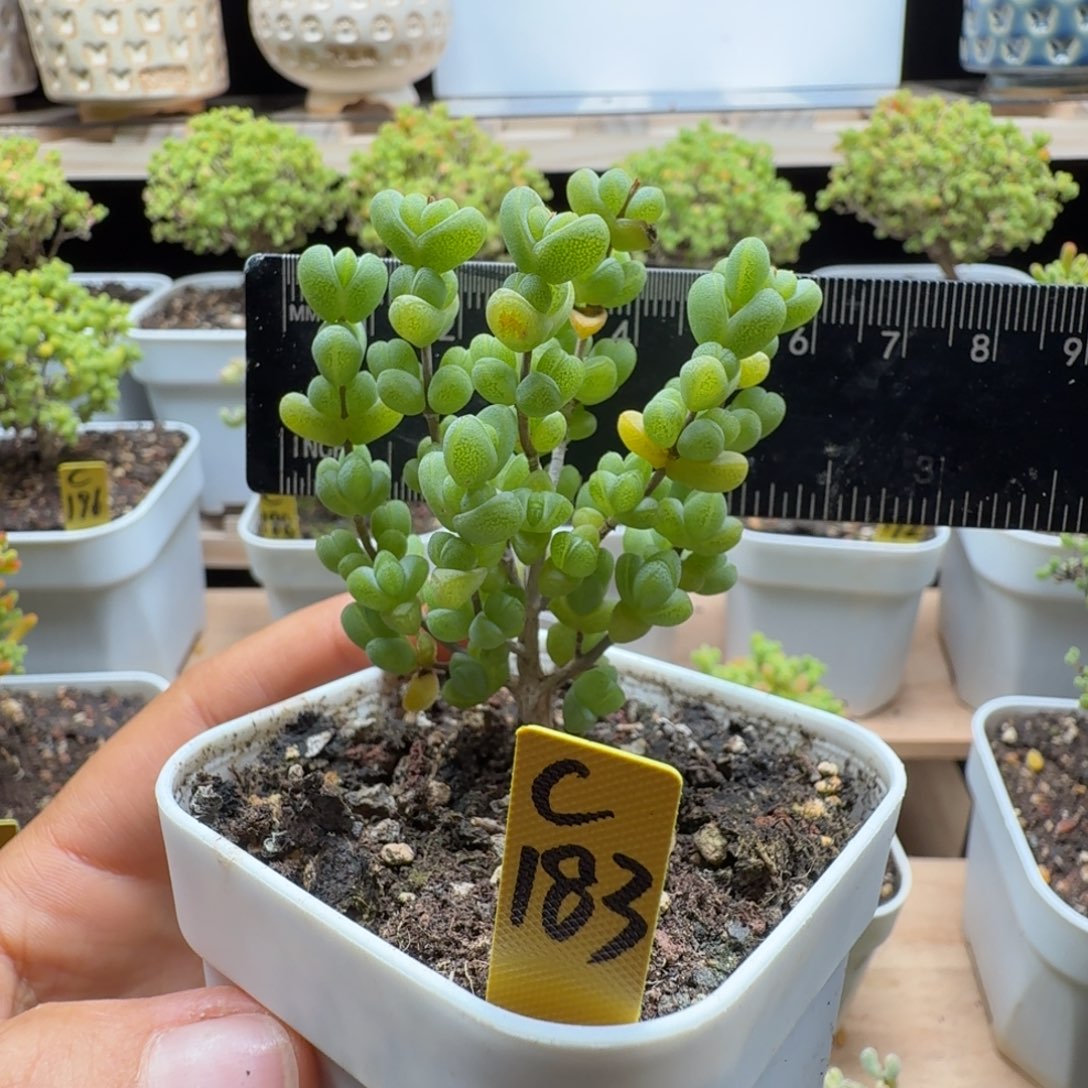 c183号元宝冠服5厘米左右