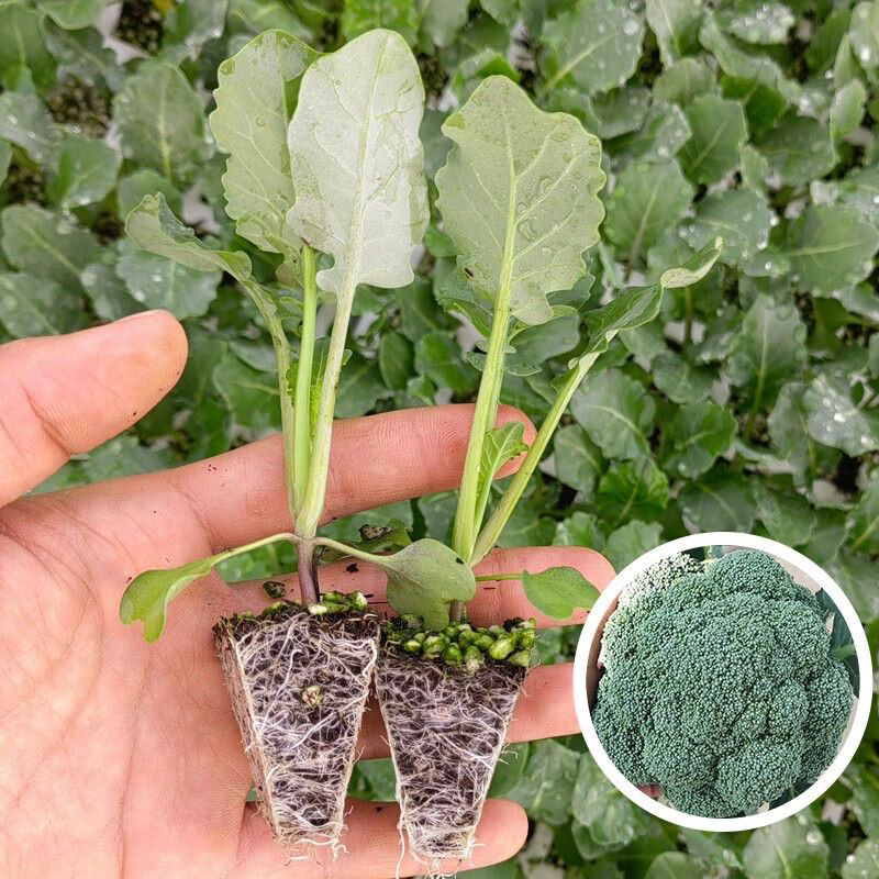 可四季种植用于盆栽的西兰苔苗蔬菜秧苗