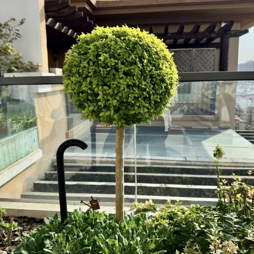 棒棒糖亮晶女贞别墅四季常青高杆小叶女贞庭院风景绿植楼顶绿化