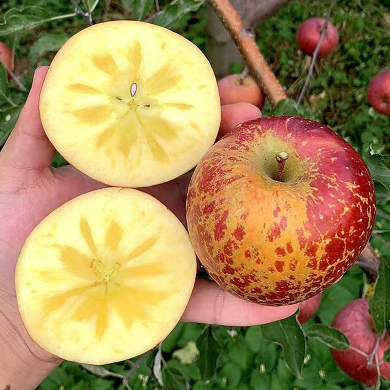 四川大凉山高原冰糖心丑苹果晚熟富士