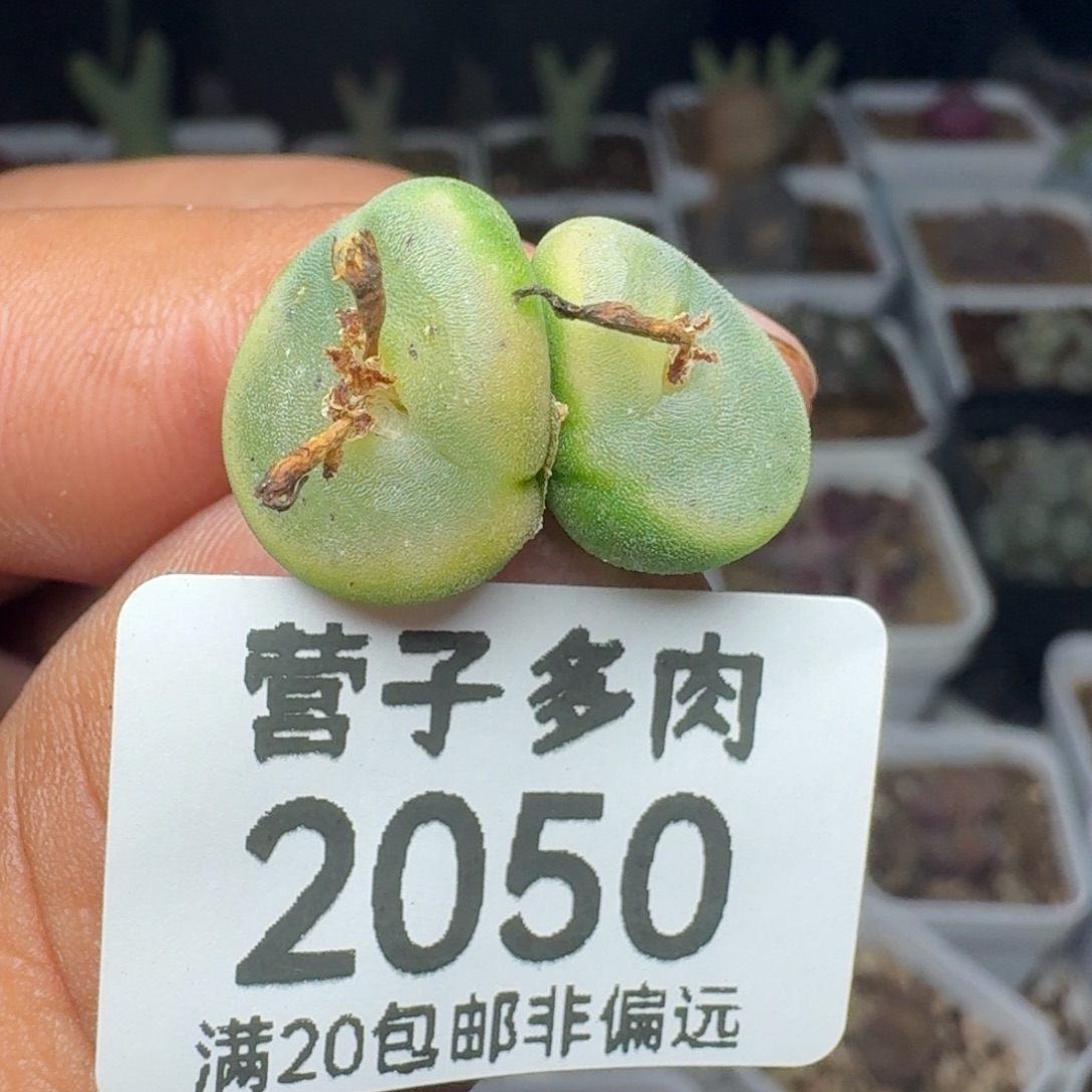 水晶鞋双头1212。      