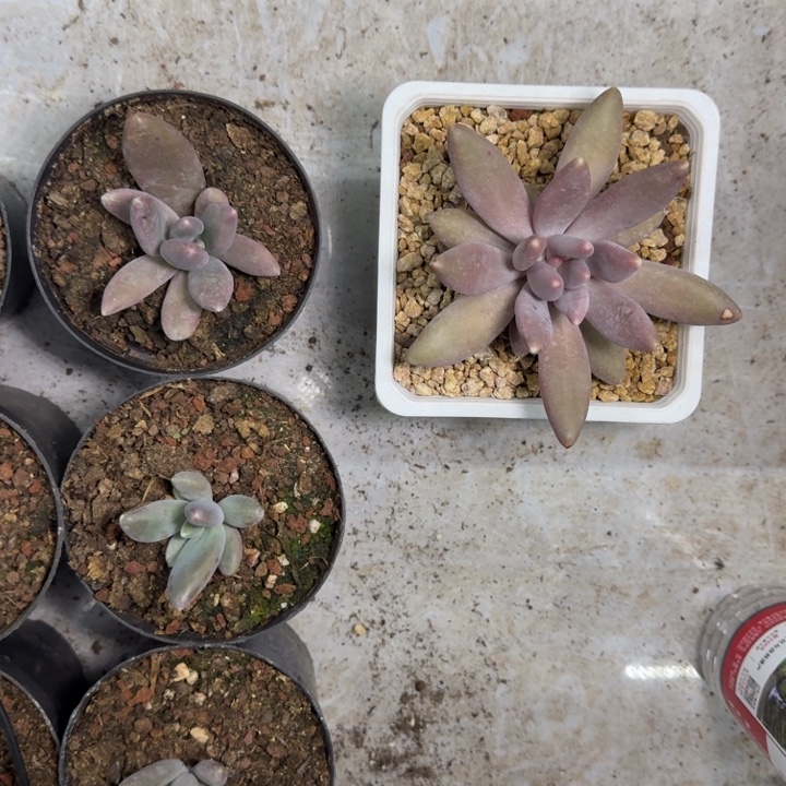 粒子星球 叶插  一物一拍