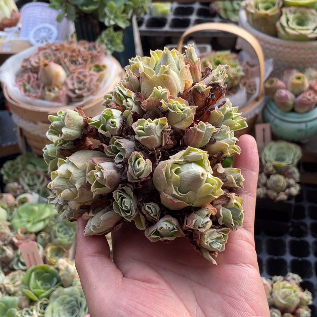 幸***随山地玫瑰多肉植物花卉246