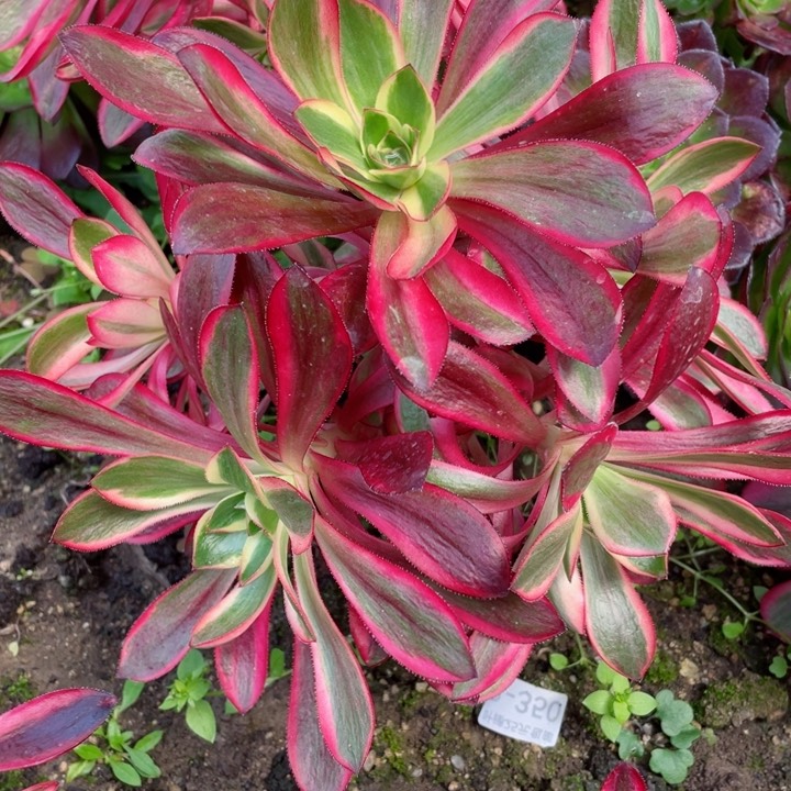 308红膜女多肉12345678