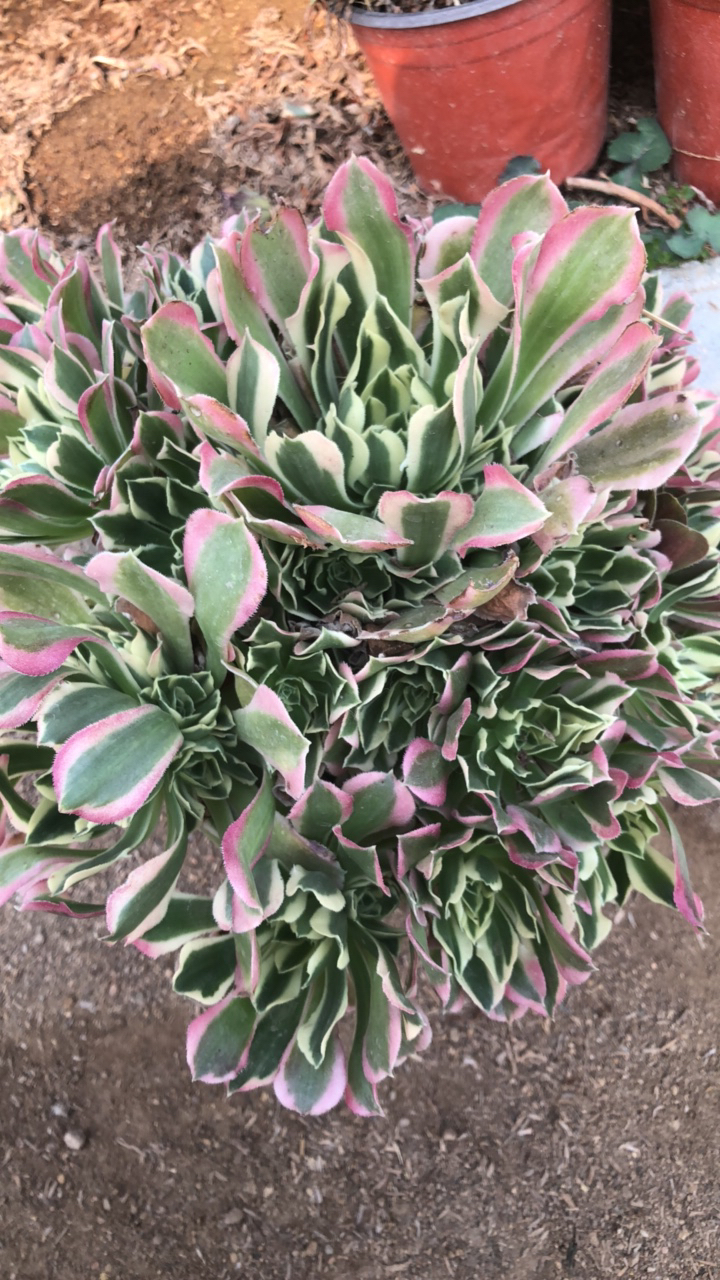 白凤 多肉植物植物