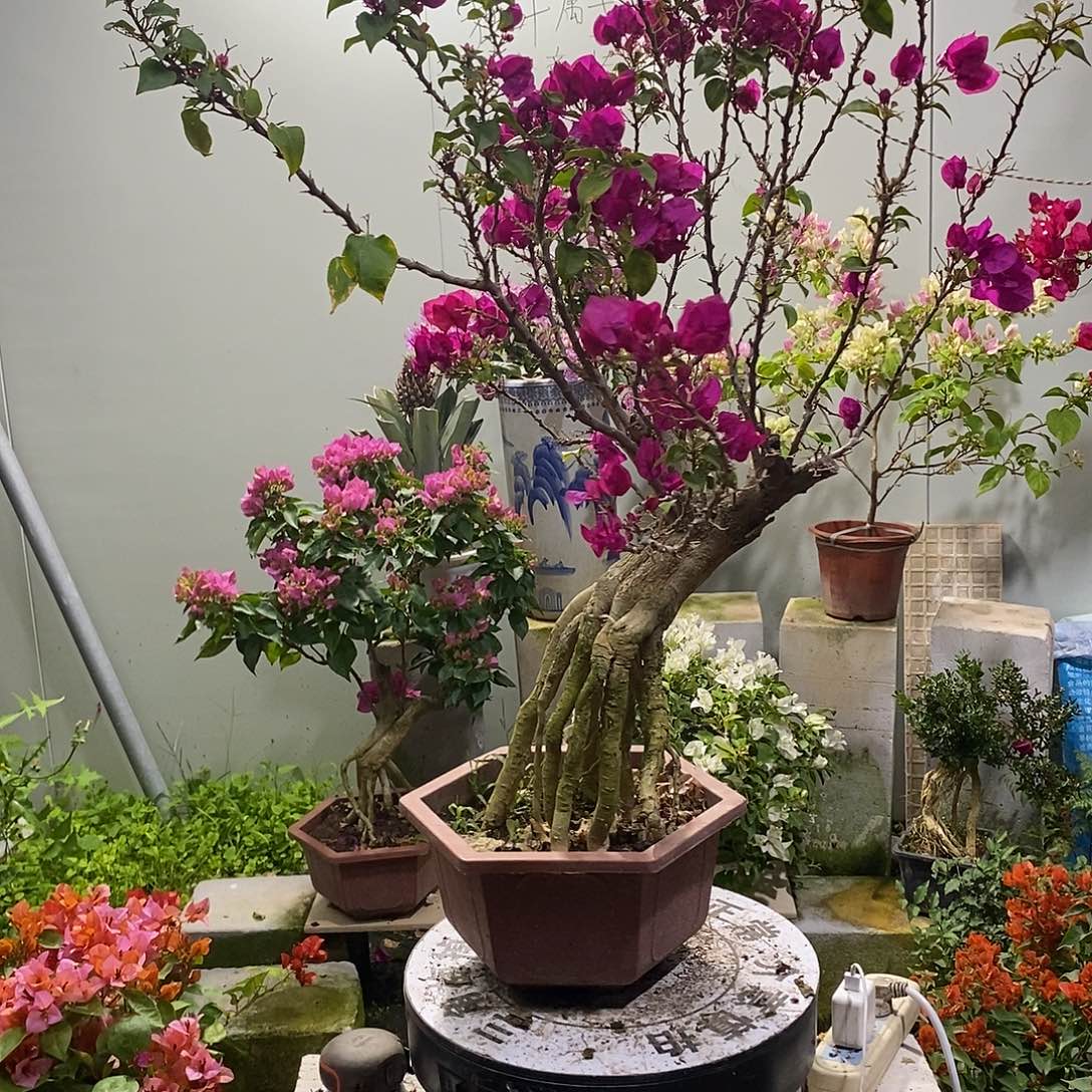 大部分花苞少量开放