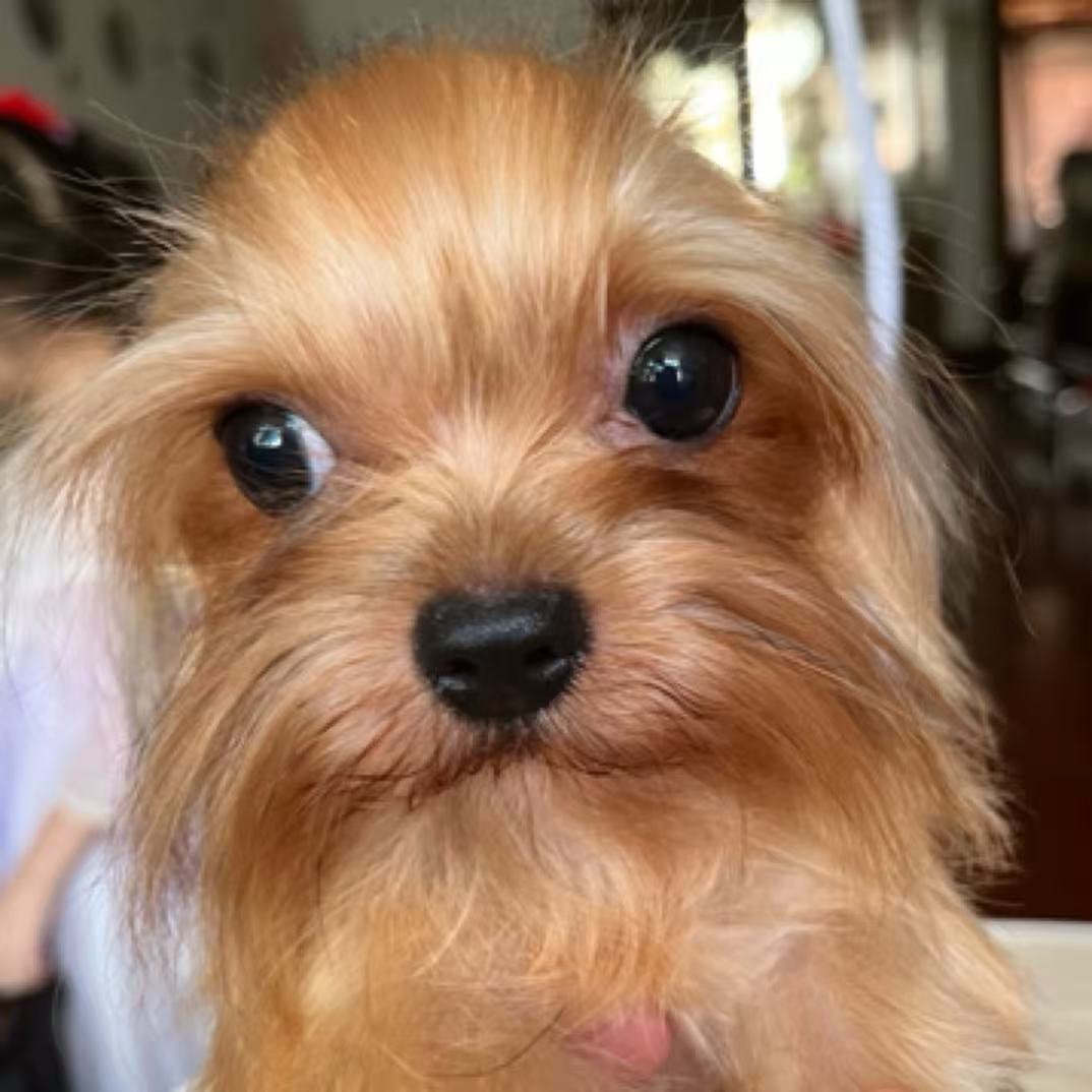 一手约克夏幼犬成犬出售