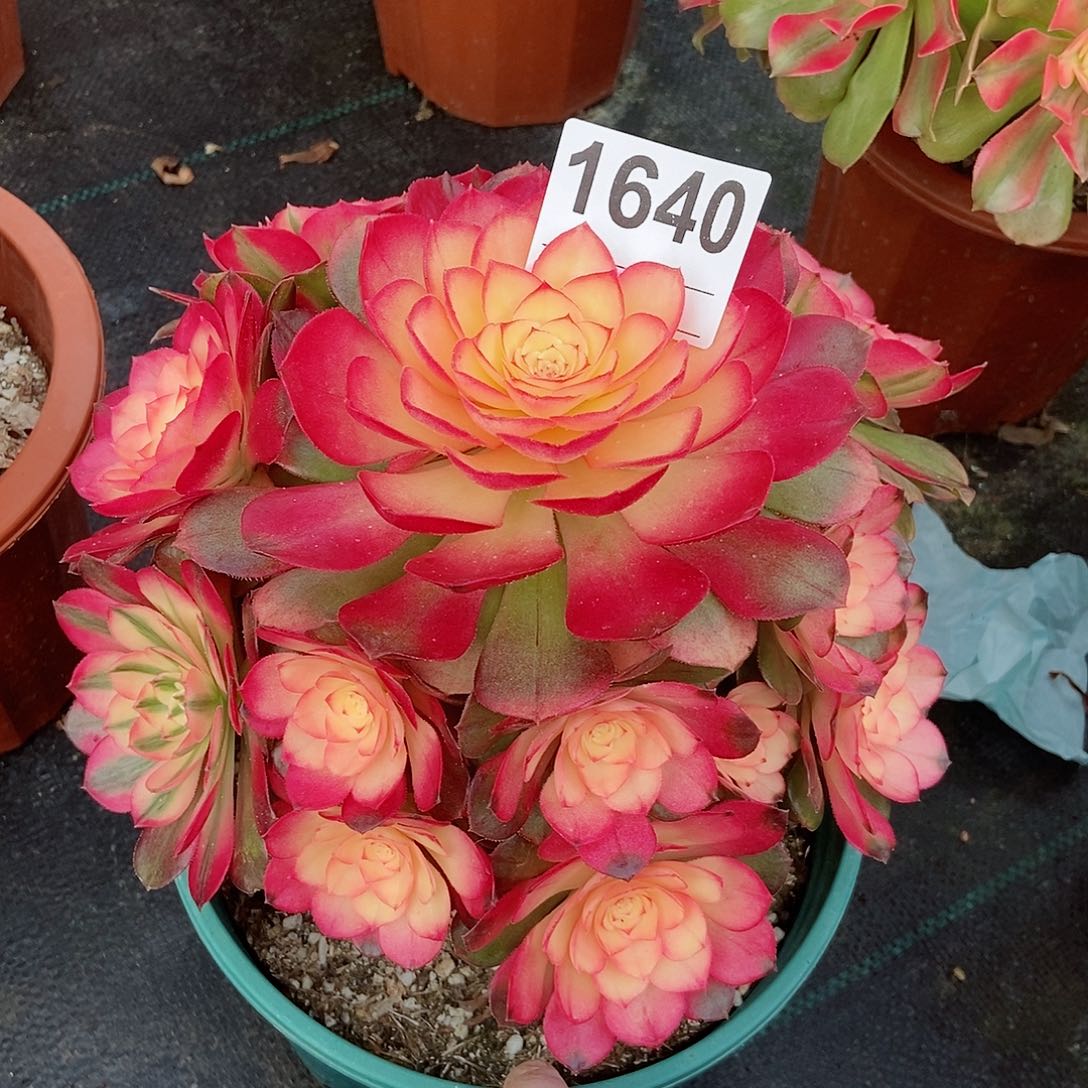 红陶1640荔枝4冠服20以上