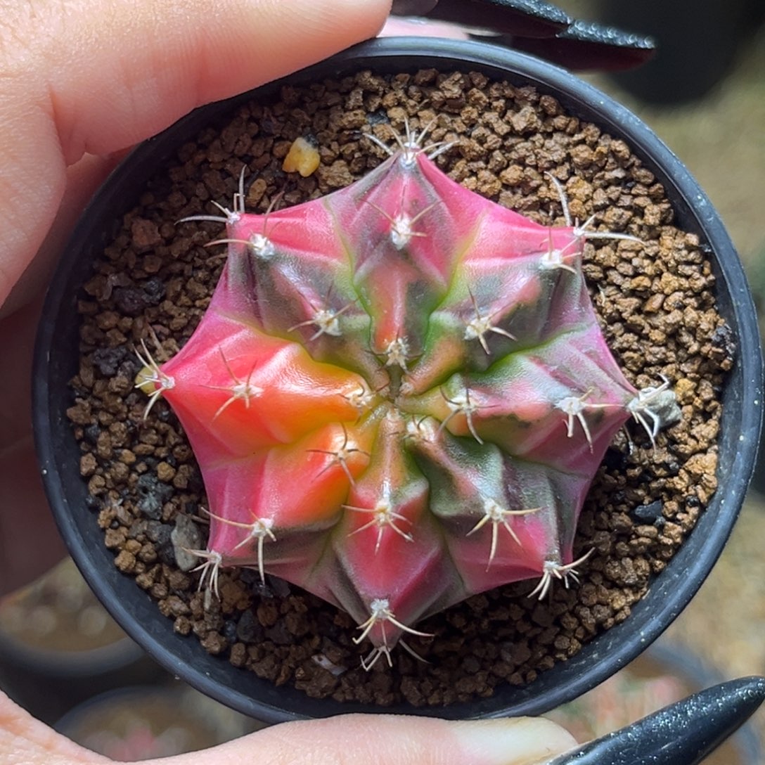 侧牙米哈锦 带盆土发货