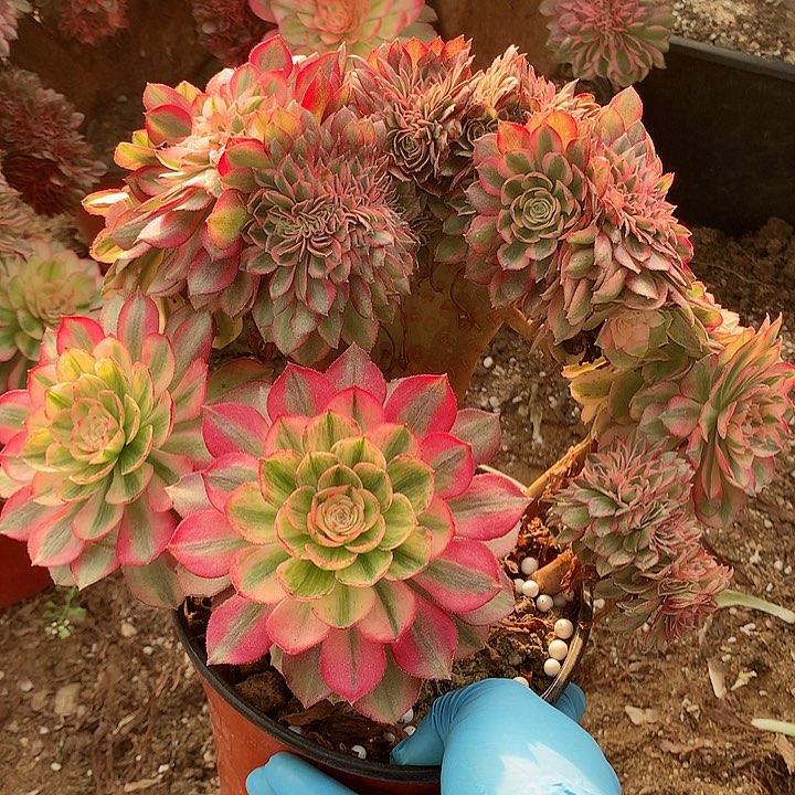 万白朵朵脱土发货啊