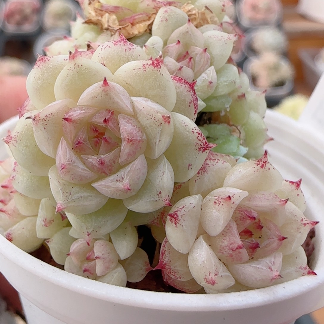 花语多肉0102-227散魔仙