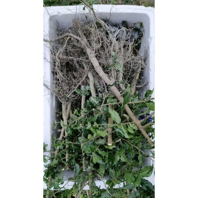 金弹子原生桩盆景