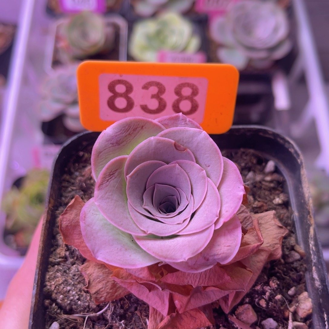 绮梦晨光一物一拍838 裸根发