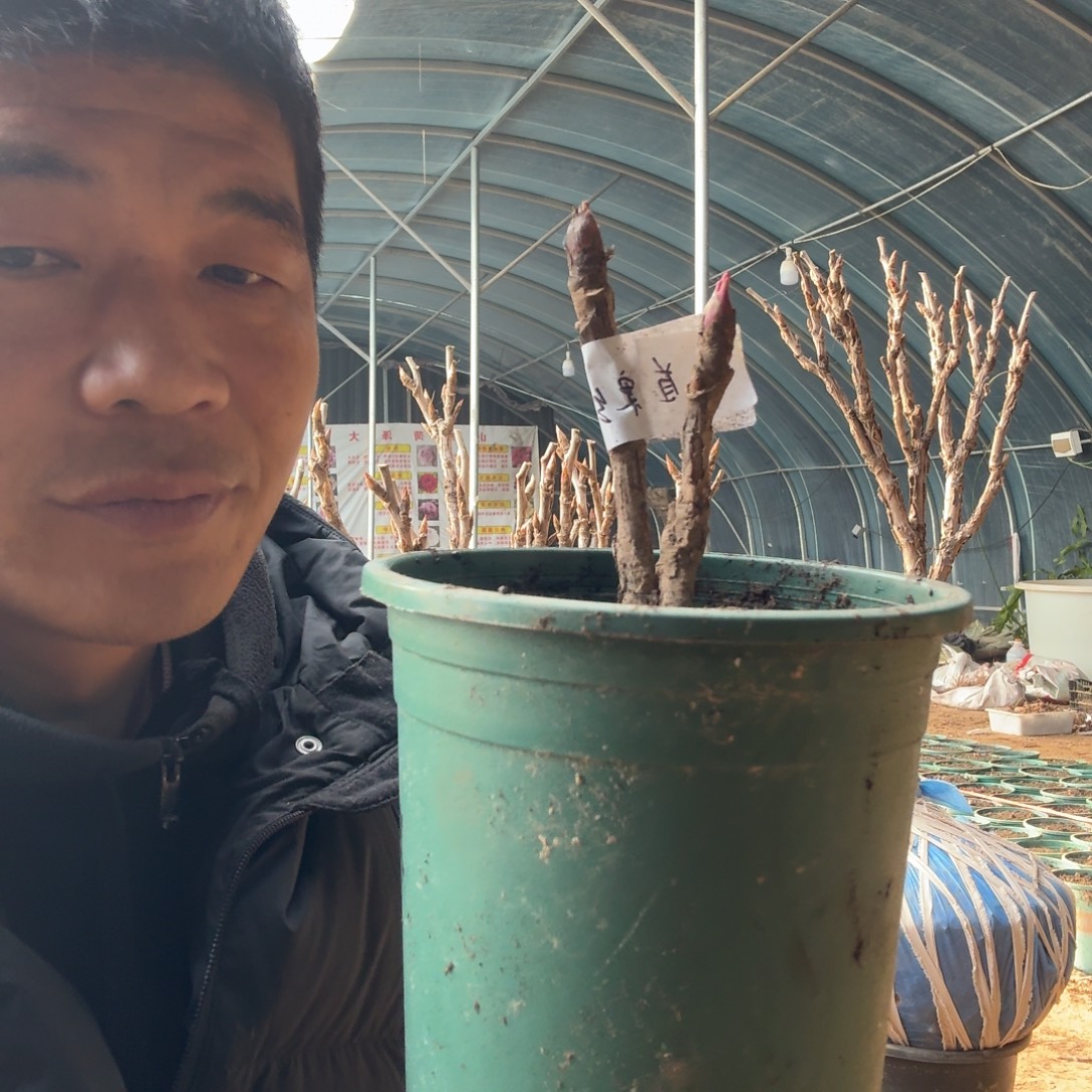 首案红牡丹盆栽。     