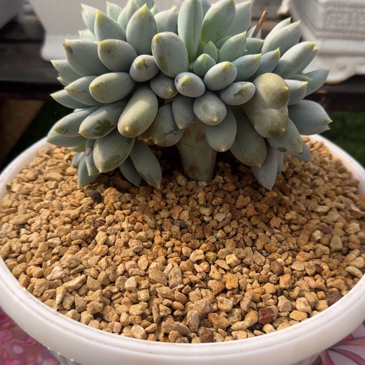 哥特缀化多肉植物