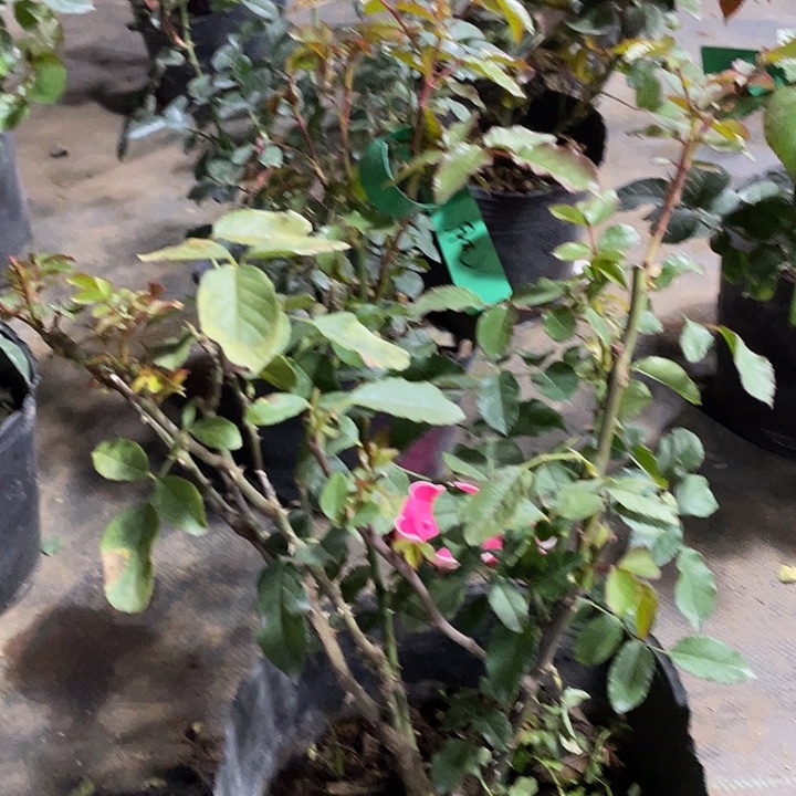 当前无花朵，栽培后可花朵98月光美人