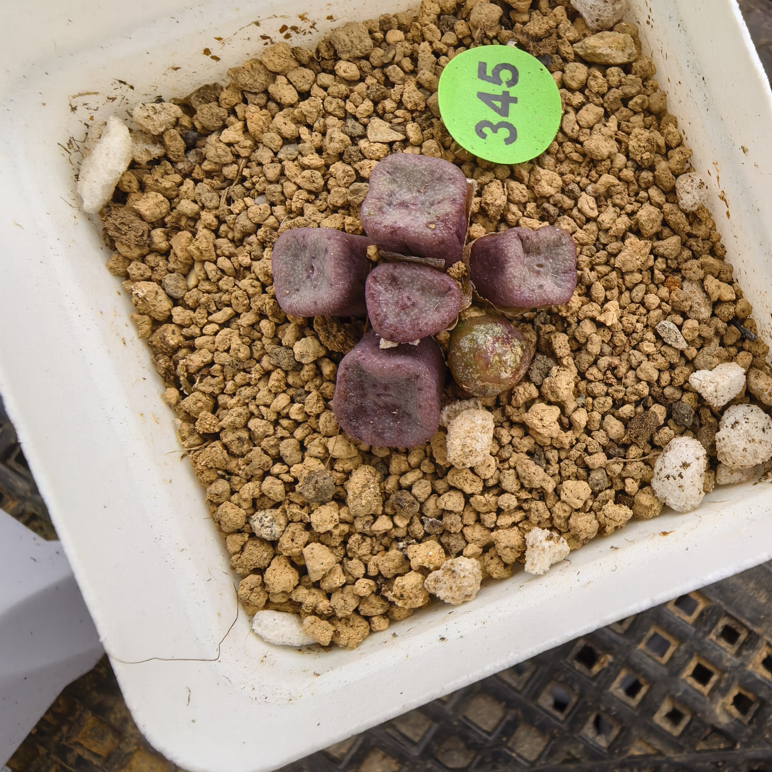 方碗6头带盆多肉345