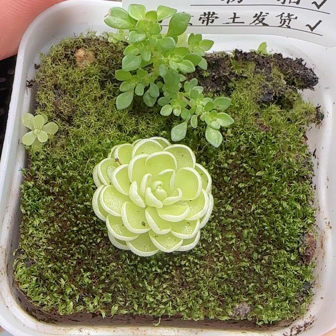 多肉0719-279爱丽丝捕虫堇