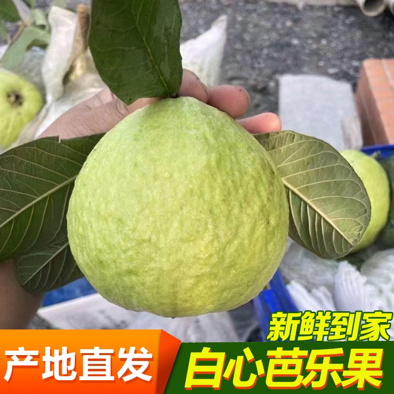 现摘脆甜白心番石榴新鲜热带水果顺丰包邮