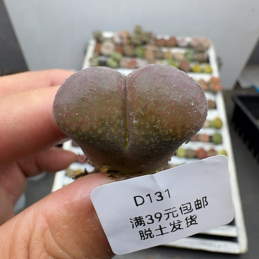 131号2.7厘米哈哈哈哈哈哈哈