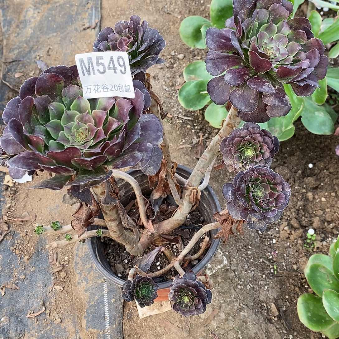 549黑萝莉多肉植物有瑕疵