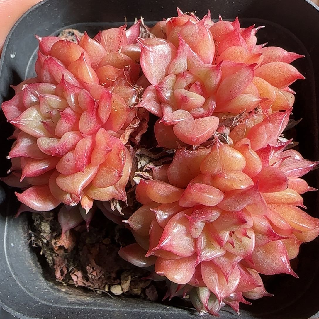 多肉1221-225特斯拉