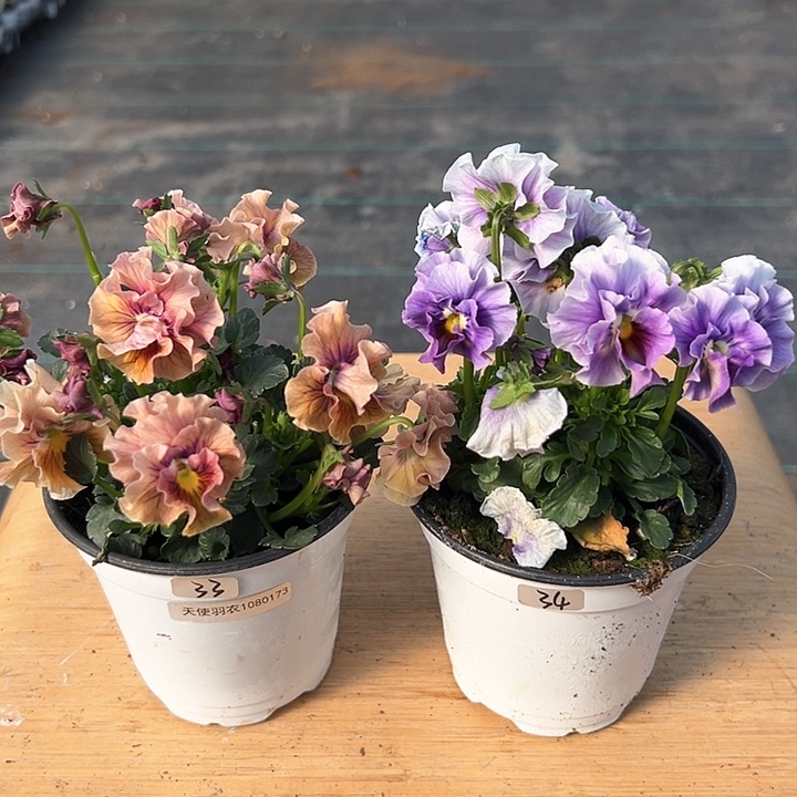 红陶抖音直播闪拍33-34