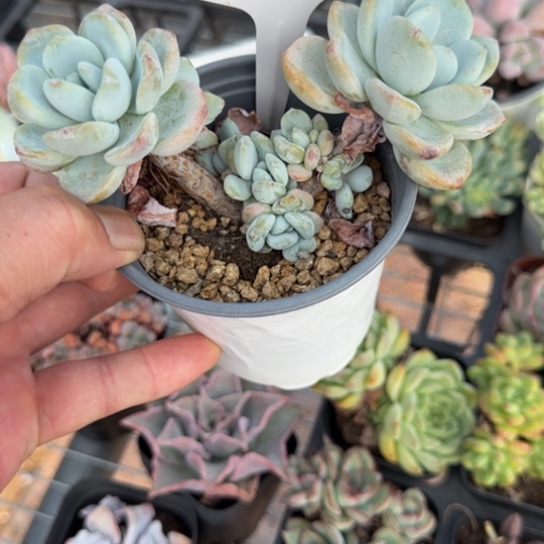 511冷香一物一拍多肉