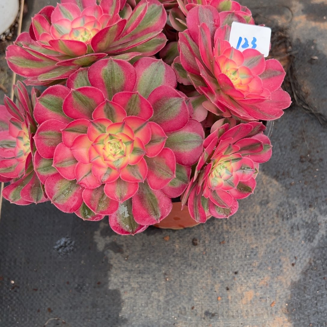 123荔枝多肉多肉多肉多肉