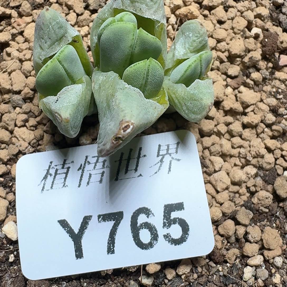 765号多肉植物哇c