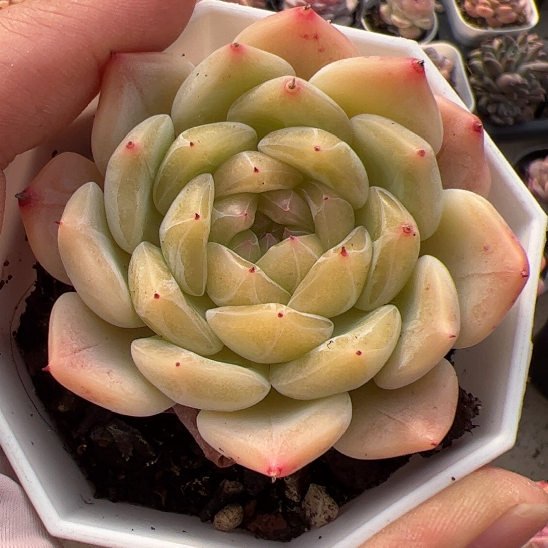 711 多肉植物组合盆栽