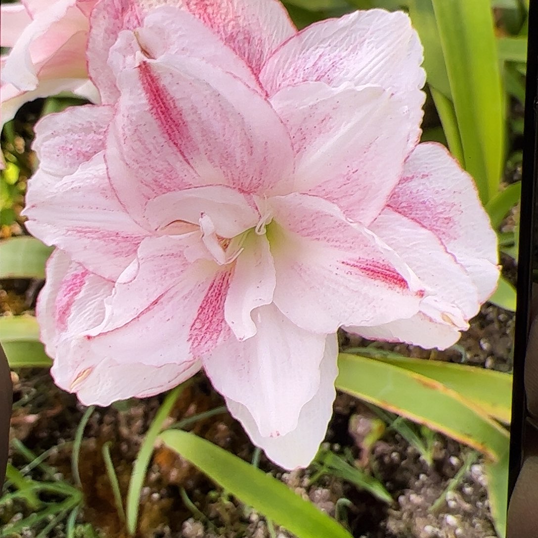 朱顶红喷点星系开花球