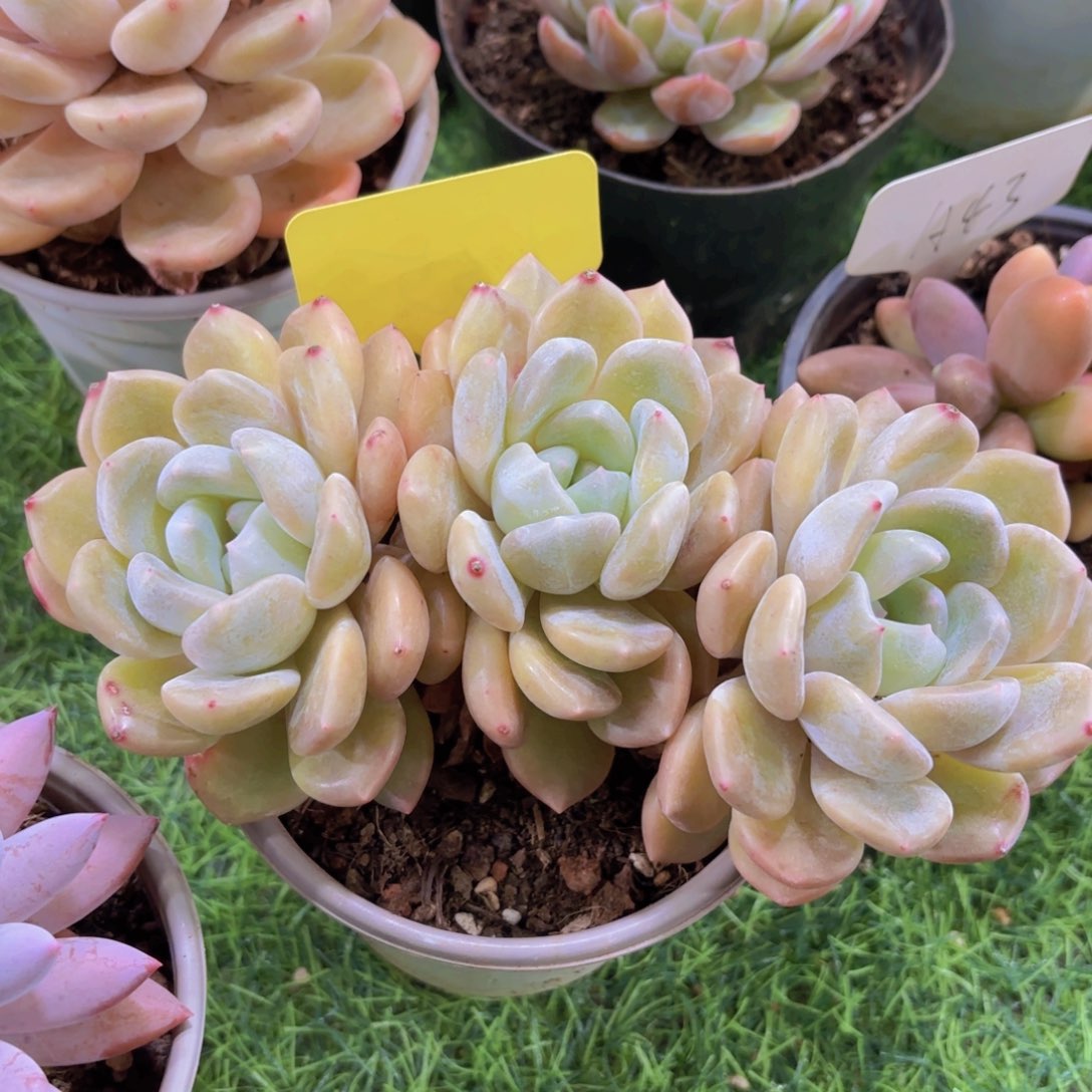 马***姐云南金致家精品多肉