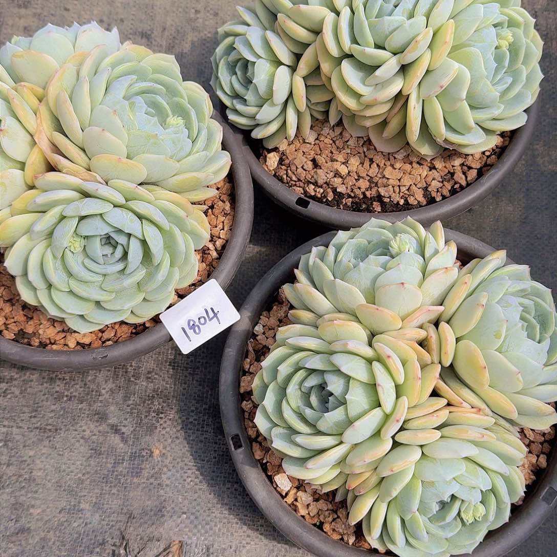 1804劳林多肉植物