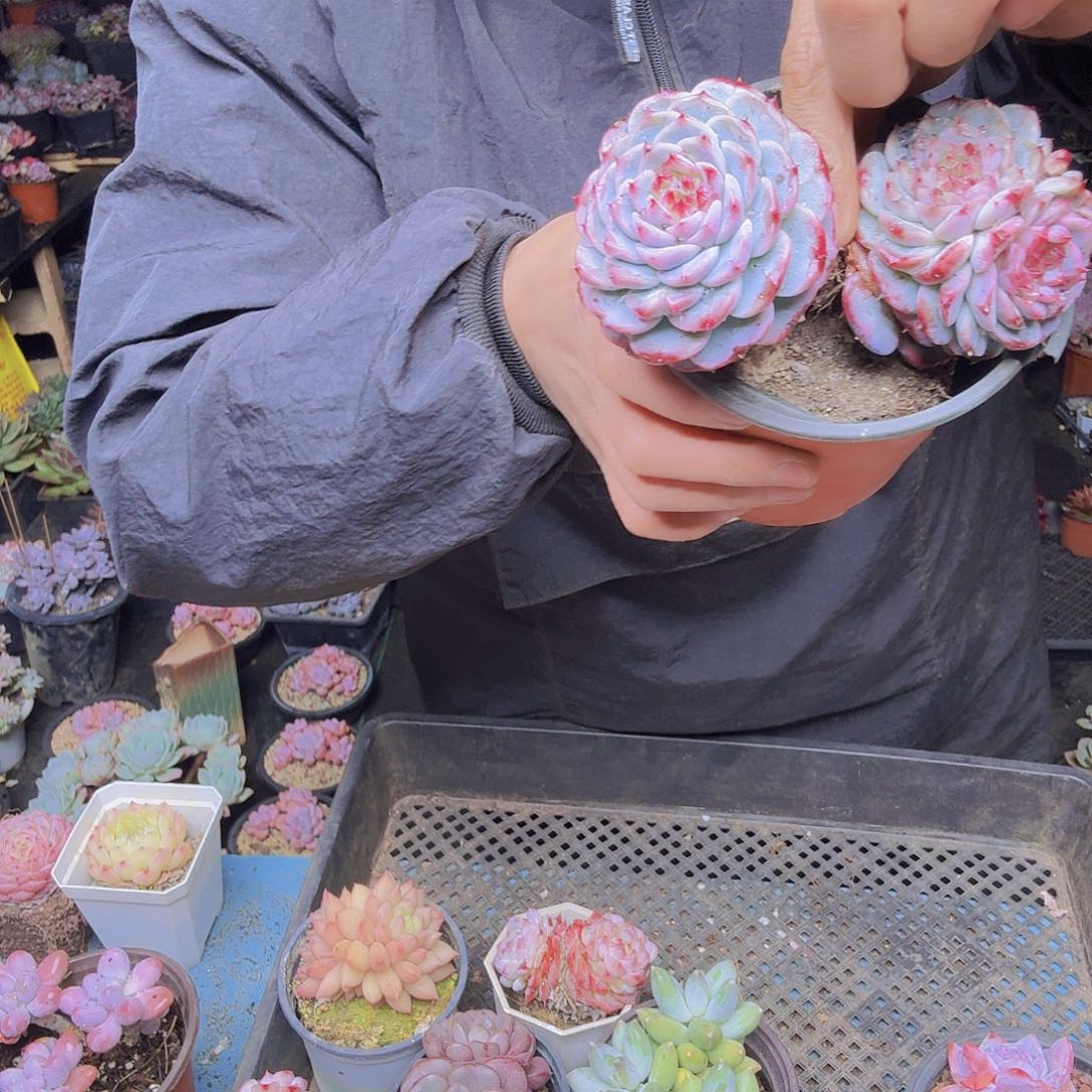 杨****00000天鹅绒一物一拍