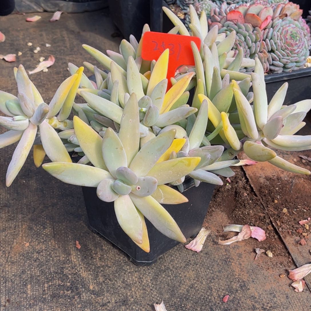 2531号号上午多肉植物群生多肉