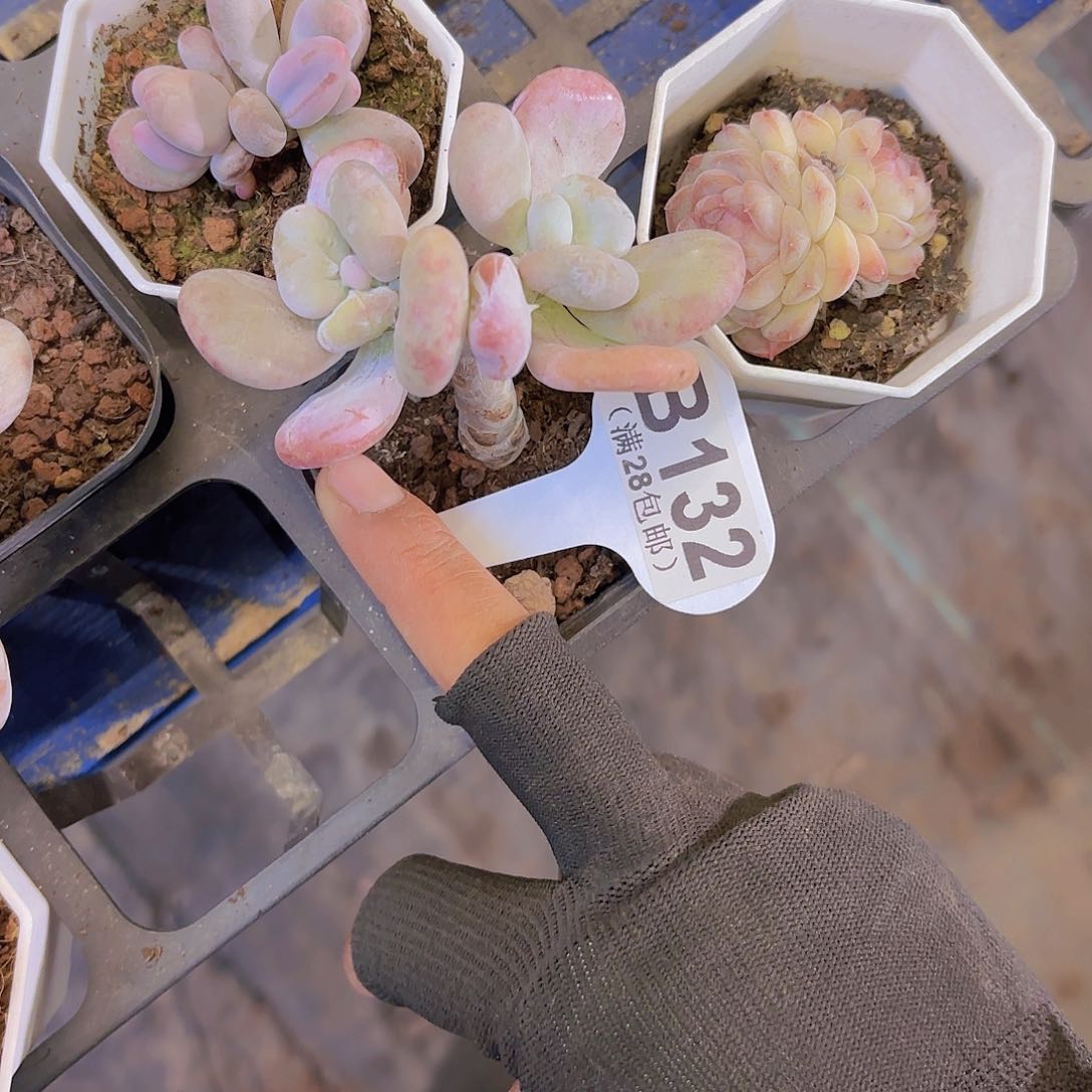 B132油煎丸子一物一拍