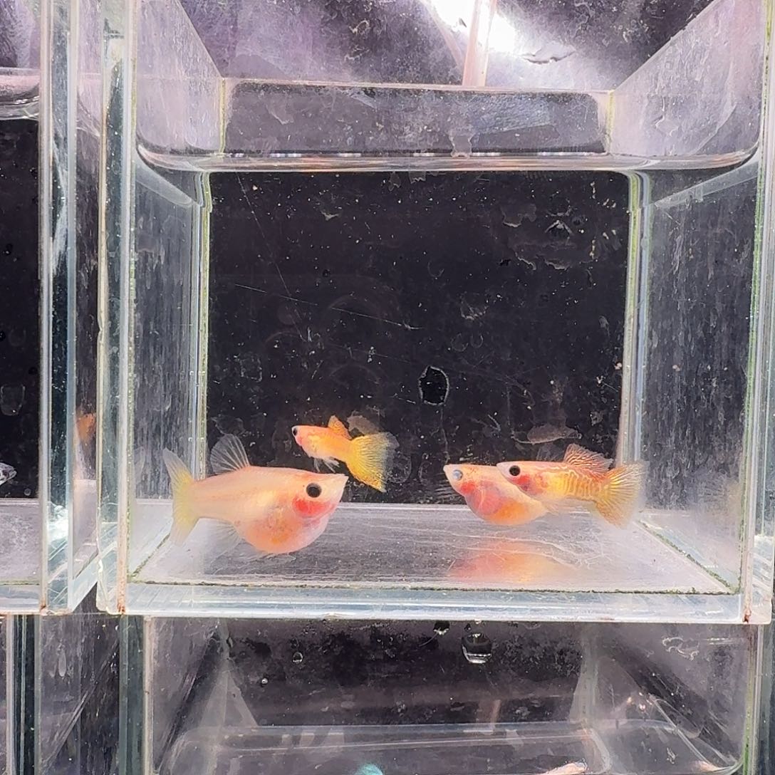 孔雀鱼黄金蕾丝玻璃猫2对