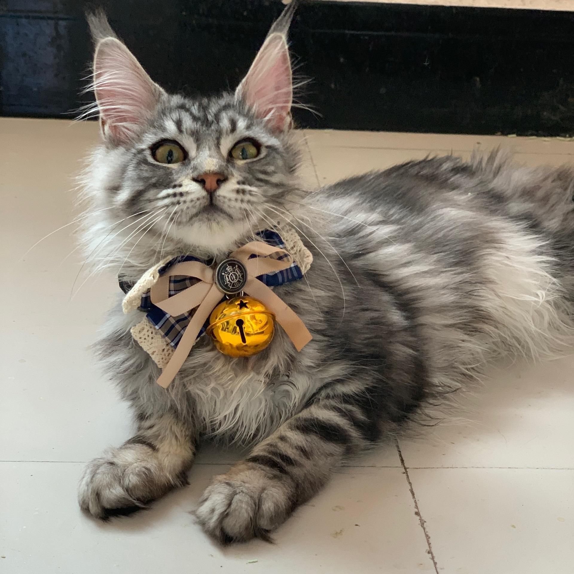 【龙福堂】精品赛血缅因猫