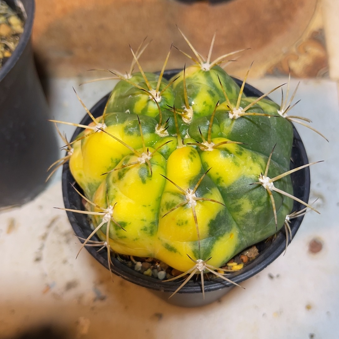 实生良宽锦仙人球脱土发