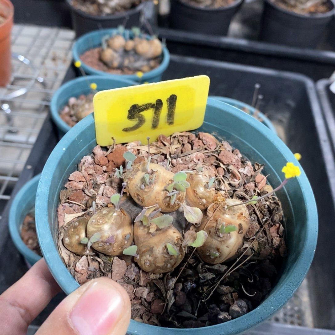 产地格加厚敦菊多肉植物