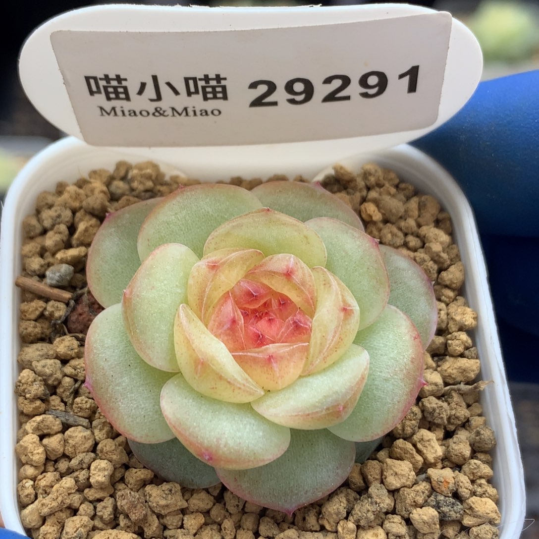 多肉植物杂交珍妮