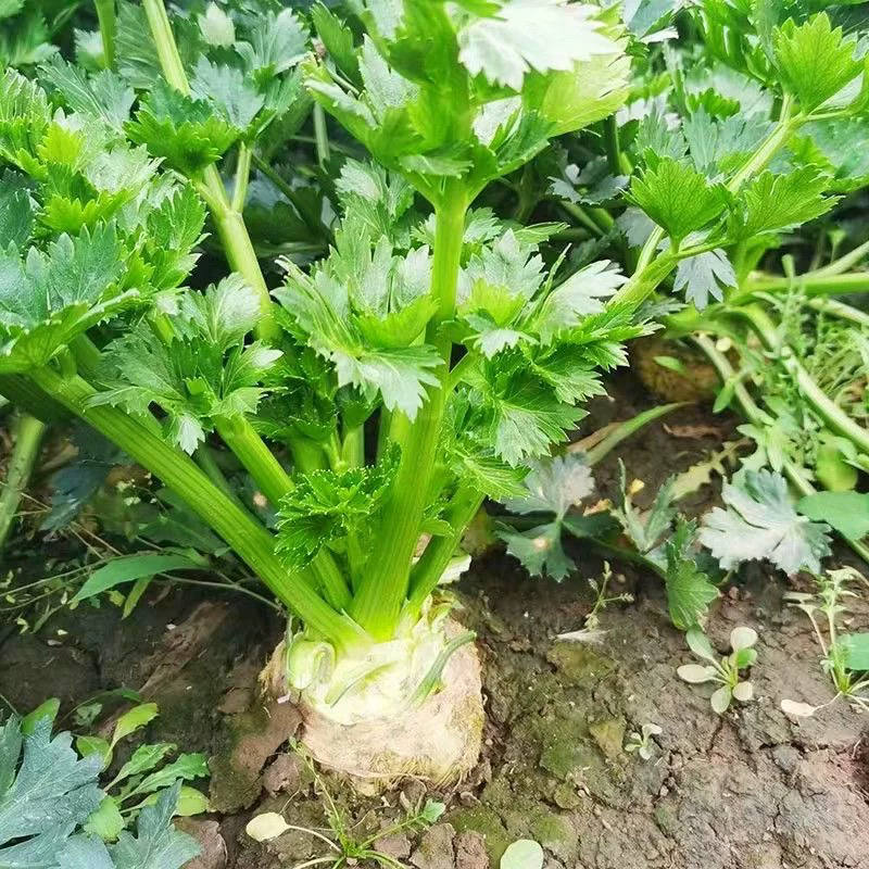 地中海根芹种子四季可播适合阳台盆栽蔬菜种
