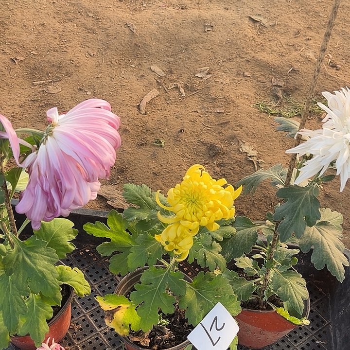 完全开放土球发货一组一拍27