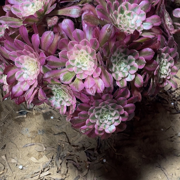 红桐超白一颗脱土发货